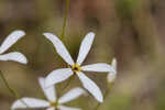 Shortleaf rose gentian